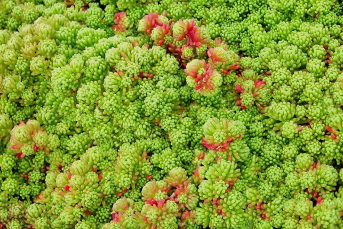 Sedum acre Gold Moss for sale 