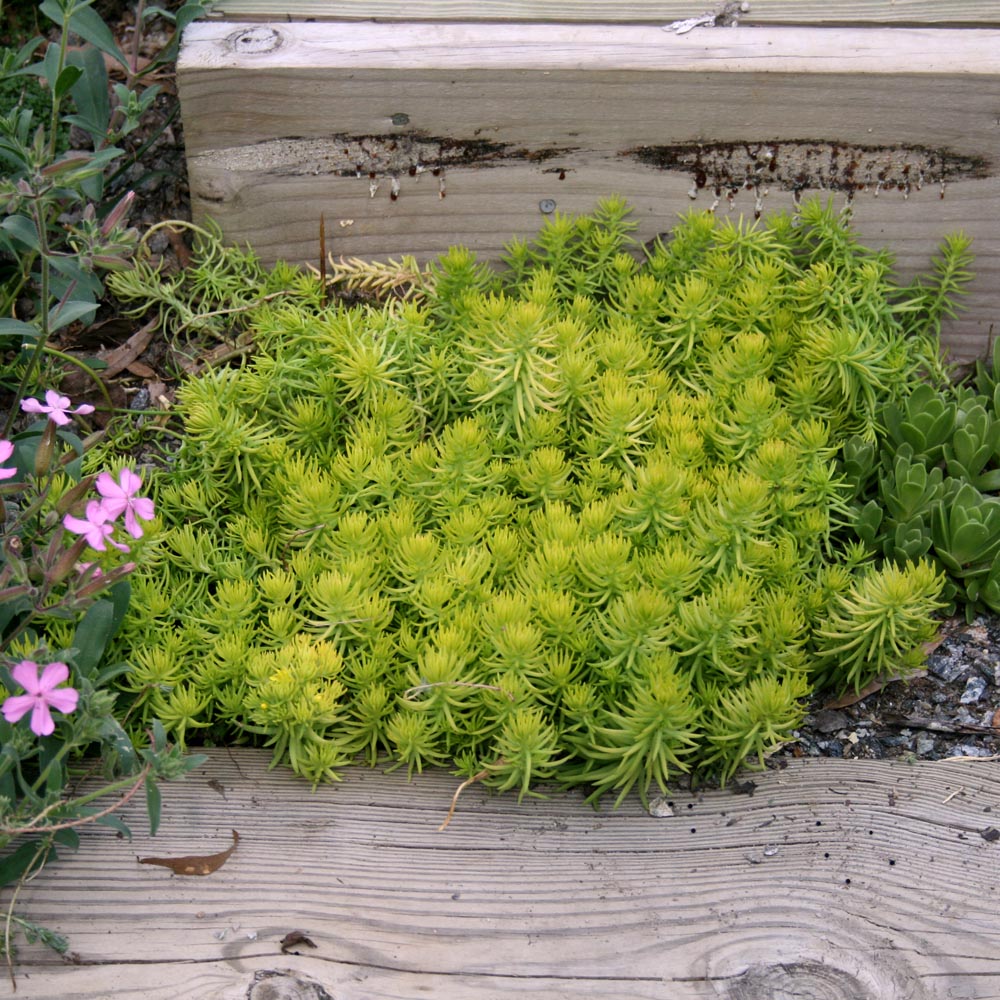 Sedum rupestre 'Angelina' Stonecrop