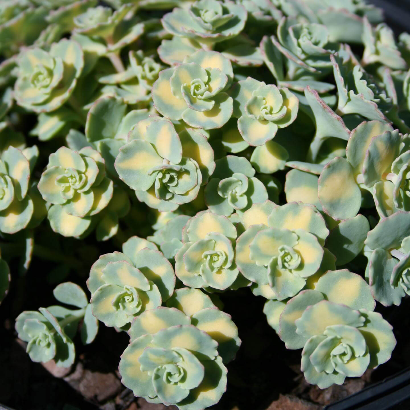 Sedum sieboldii Variegata Stonecrop for Sale | Rare Roots