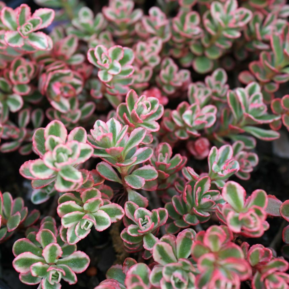 Sedum spurium Tricolor Stonecrop for Sale | Rare Roots
