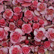 dragon's blood succulent care Sedum spurium Dragon's Blood Stonecrop for Sale
