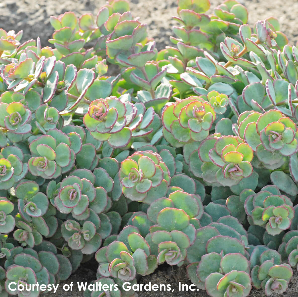 Sedum sieboldii October Daphne for sale