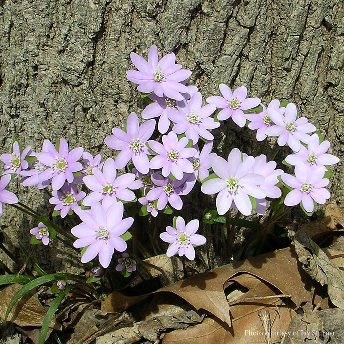 Hepatica acutiloba Sharp Lobed Hepatica