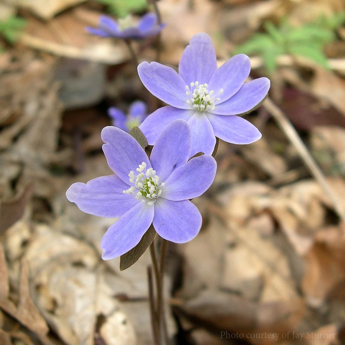 Hepatica acutiloba Sharp Lobed Hepatica