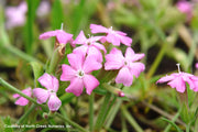 Silene caroliniana Short and Sweet Wild Pinks for sale