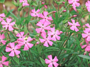 Silene caroliniana Short and Sweet Wild Pinks for sale