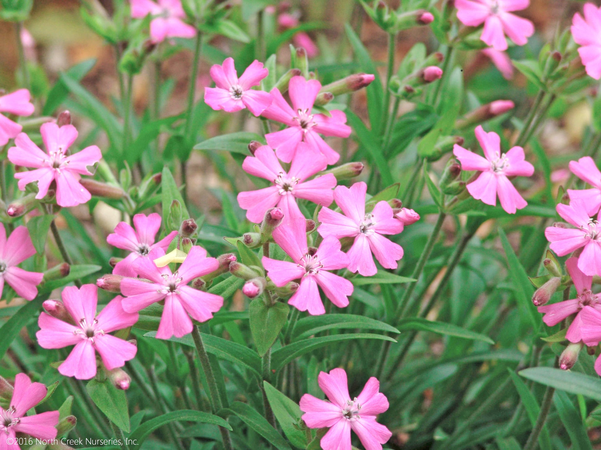 Silene caroliniana Short and Sweet Wild Pinks for sale