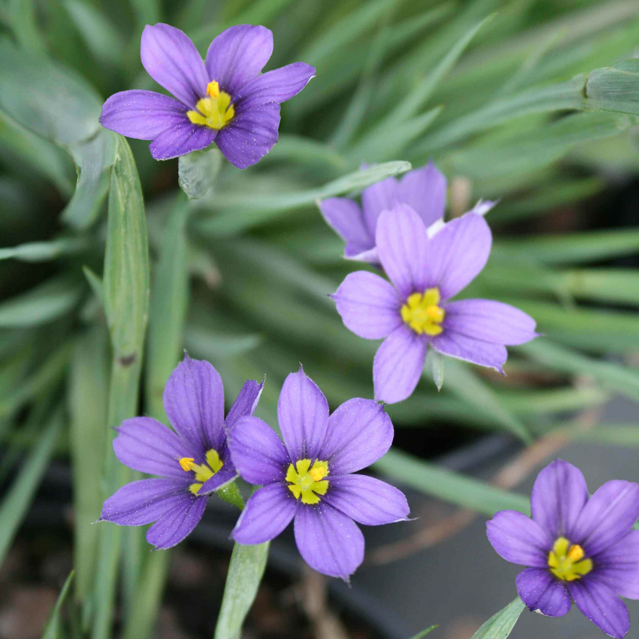 Sisyrinchium angustifolium 'Lucerne' Blue-Eyed Grass