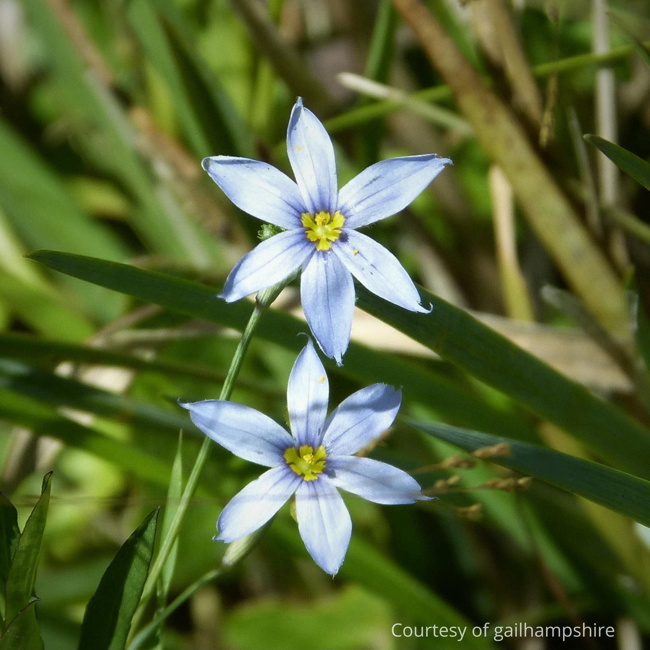 Sisyrinchium nashii Suwannee Blue-eyed Grass