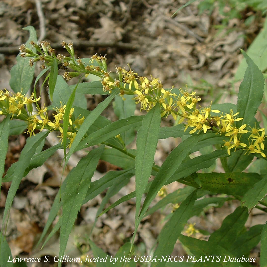 Solidago caesia Blue-stem Goldenrod