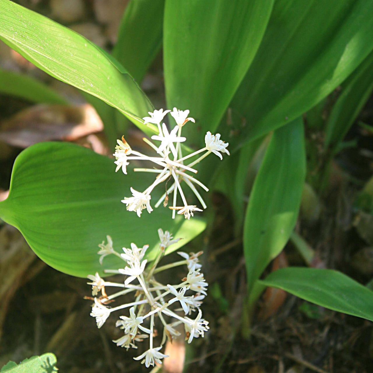 Speirantha convallarioides False Lily-of-the-Valley