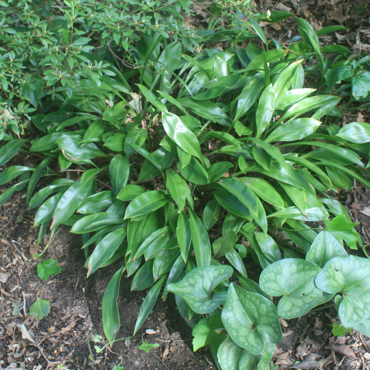Speirantha convallarioides False Lily-of-the-Valley