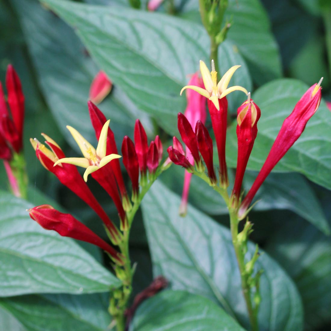 Spigelia marilandica 'Little Redhead' Indian Pink