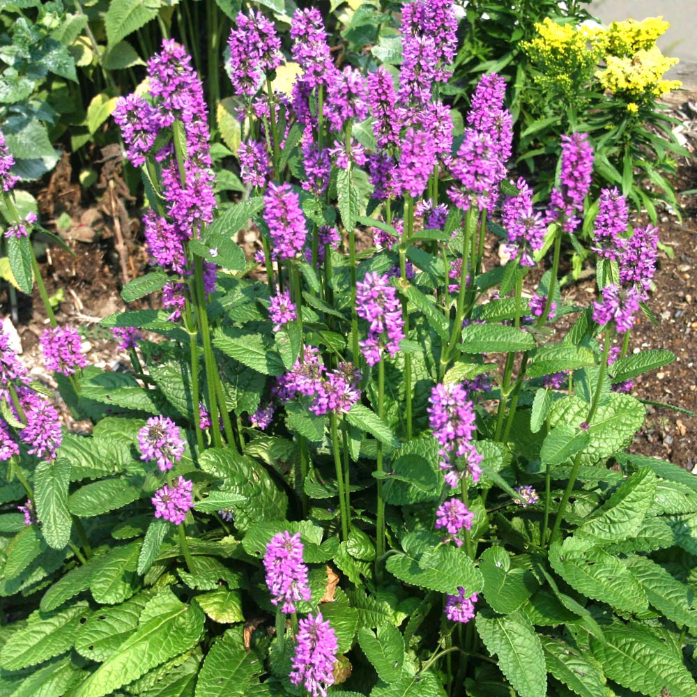 Stachys moneiri 'Hummelo' Betony