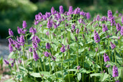 Stachys monieri Hummelo Betony for sale