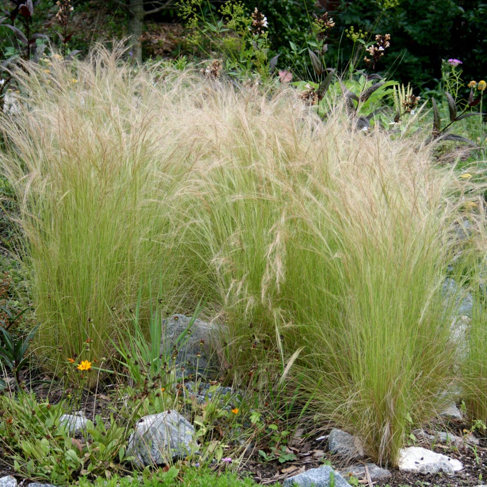 Stipa (Nassella) 'Ponytails' Mexican Feathergrass