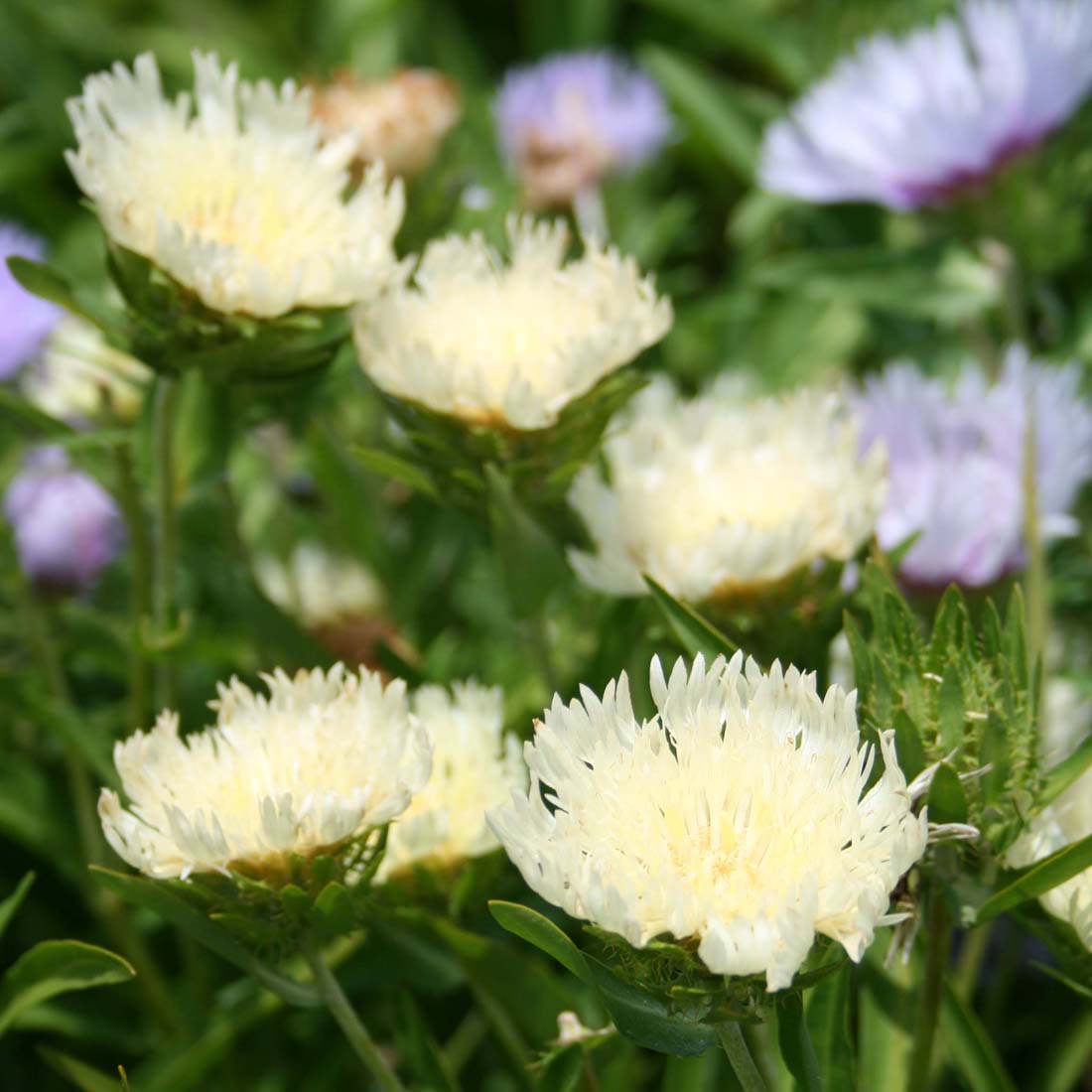 Stokesia laevis 'Mary Gregory' Stoke's Aster | Rare Roots