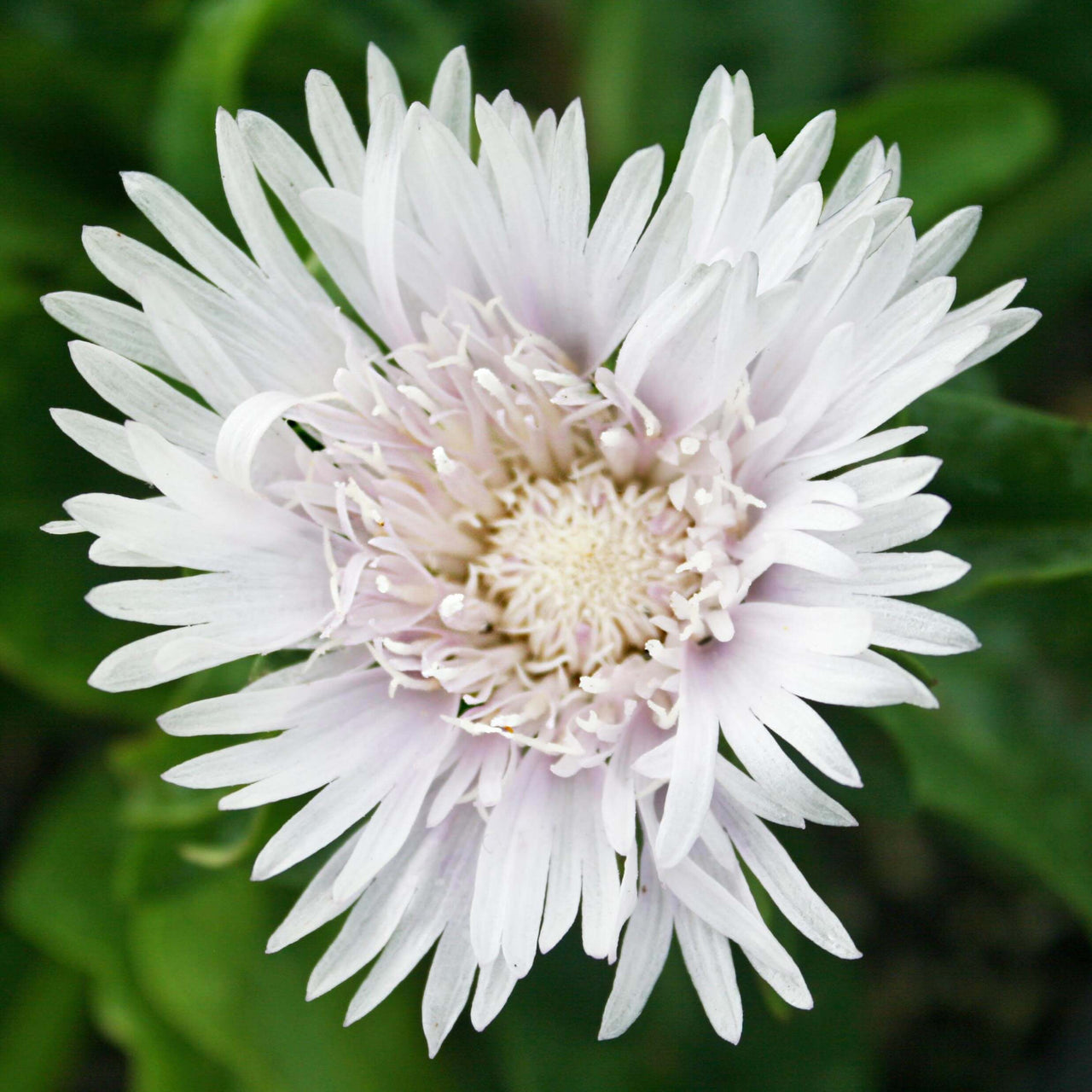 Stokesia laevis 'Divinity' Stoke's Aster