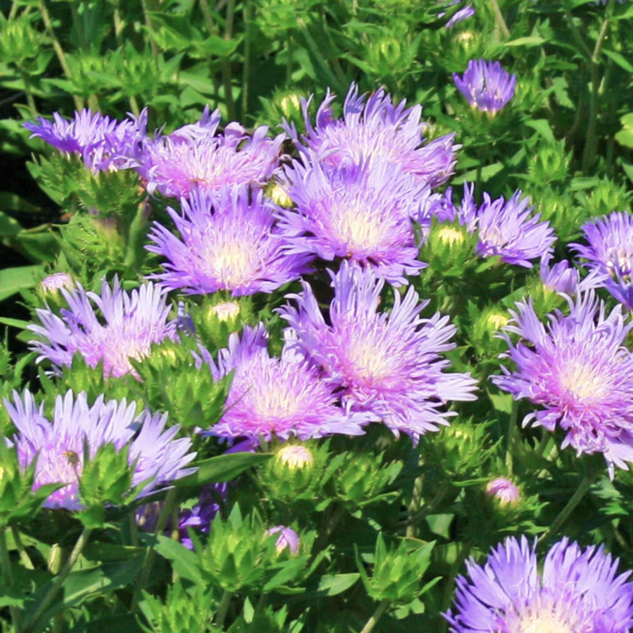 Stokesia laevis 'Peachie's Pick'