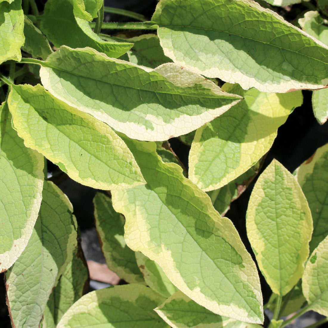 Symphytum 'Hidcote Variegata' Dwarf Comfrey