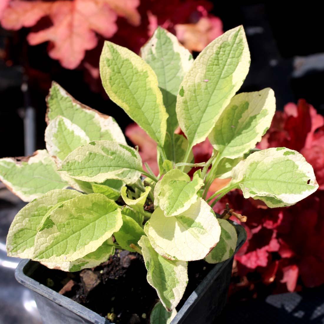Symphytum 'Hidcote Variegata' Dwarf Comfrey