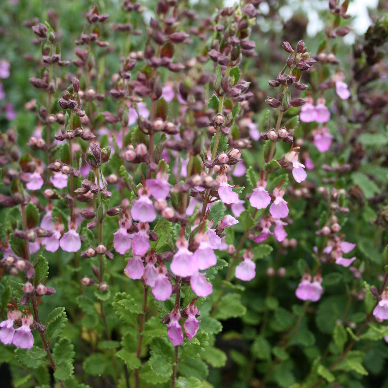 Teucrium chamaedrys Germander for sale