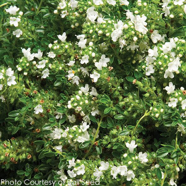 White Creeping Thyme Albiflorus