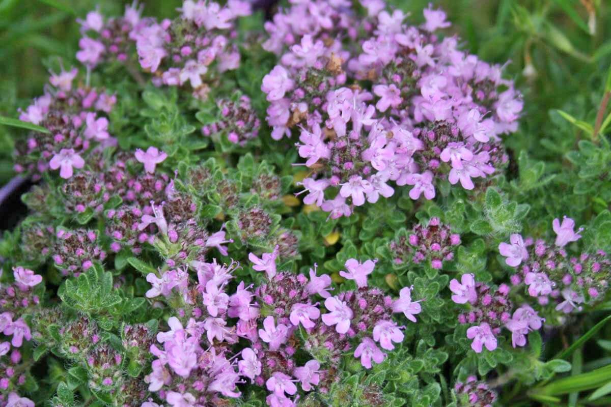 Bressingham Thyme for sale | Rare Roots