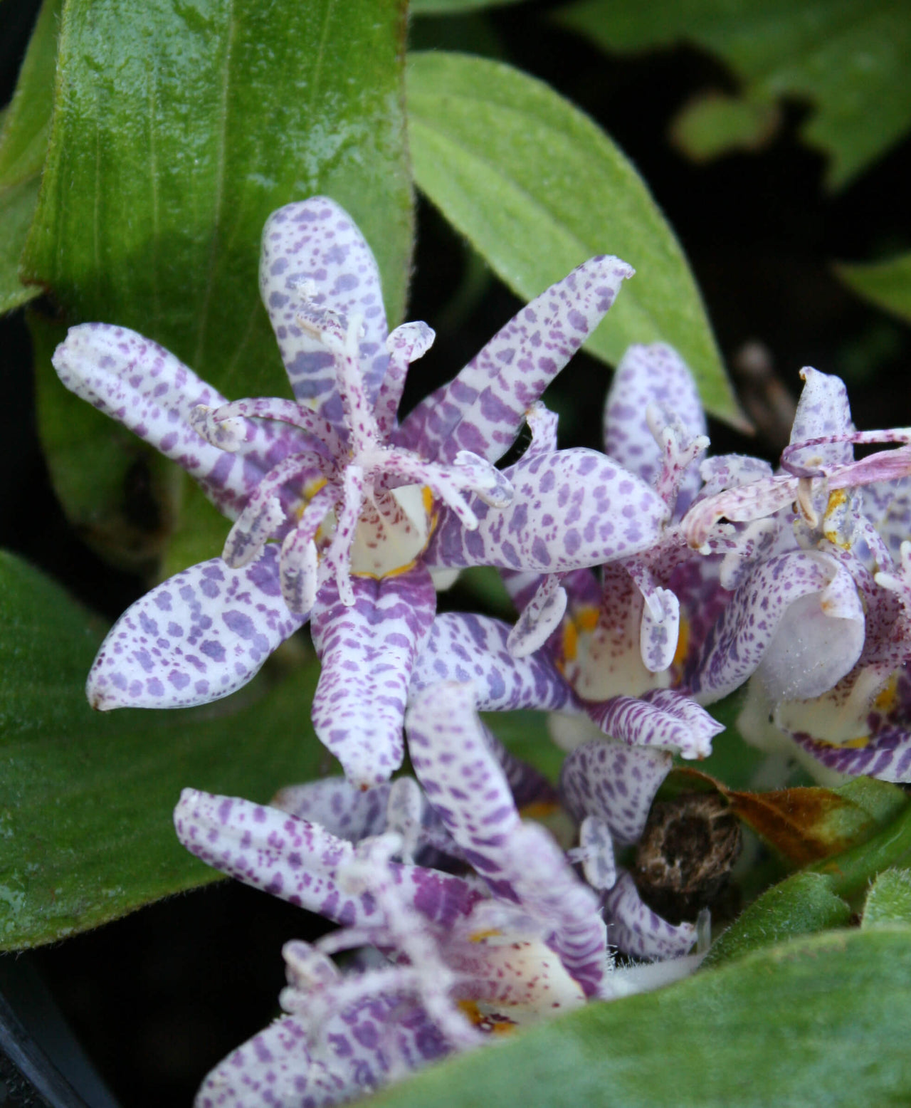 Japanese Toad Lily (Tricyrtis hirta) 16 Tricyrtis hirta 'Moonlight' Toadlily