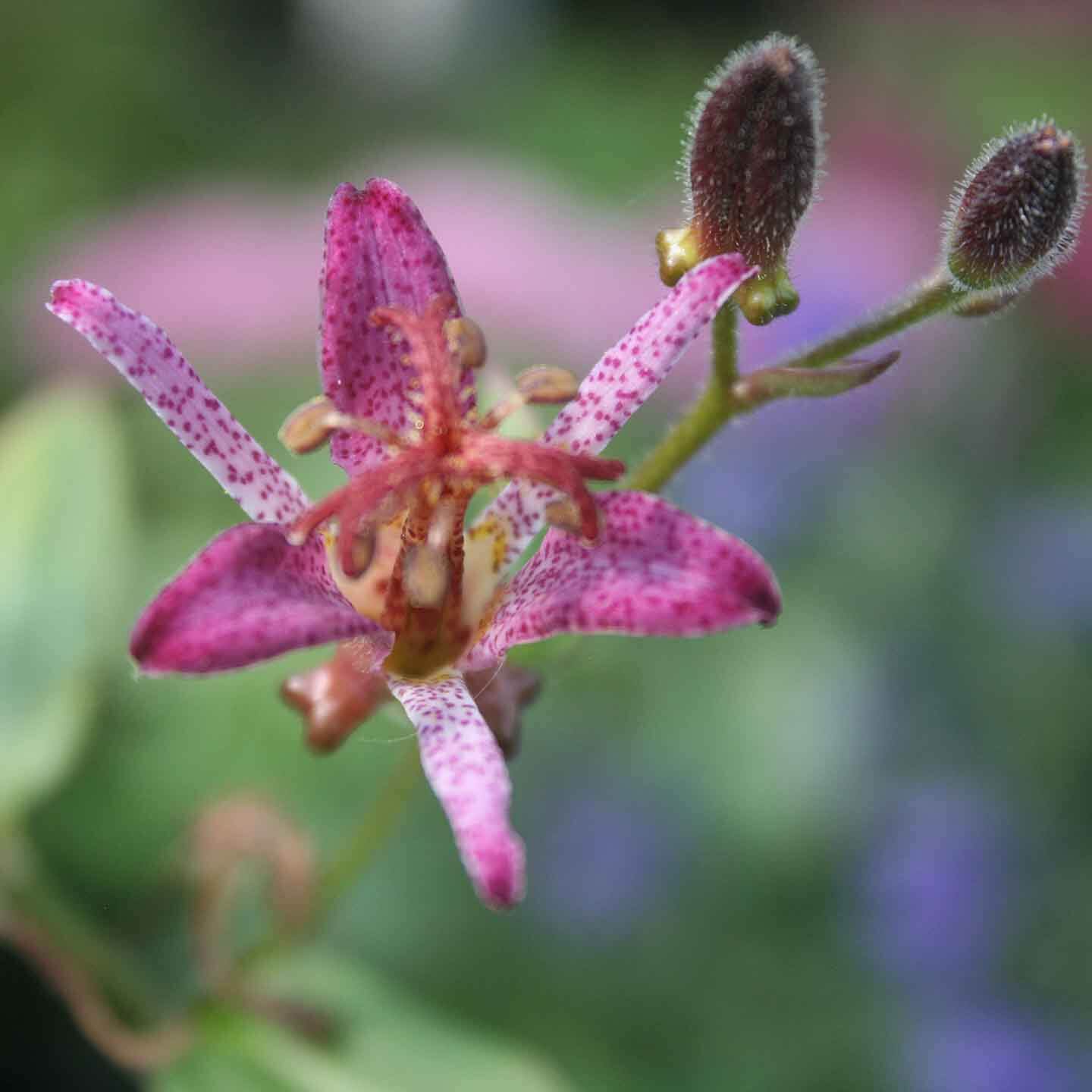 Tricyrtis formosana Samurai Toadlily for sale