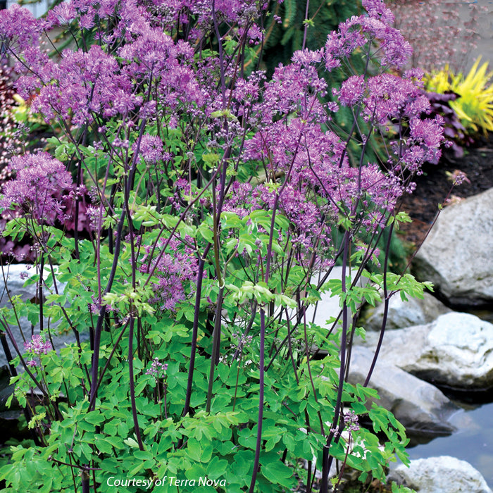 Thalictrum aquilegifolium Black Stockings Meadow Rue