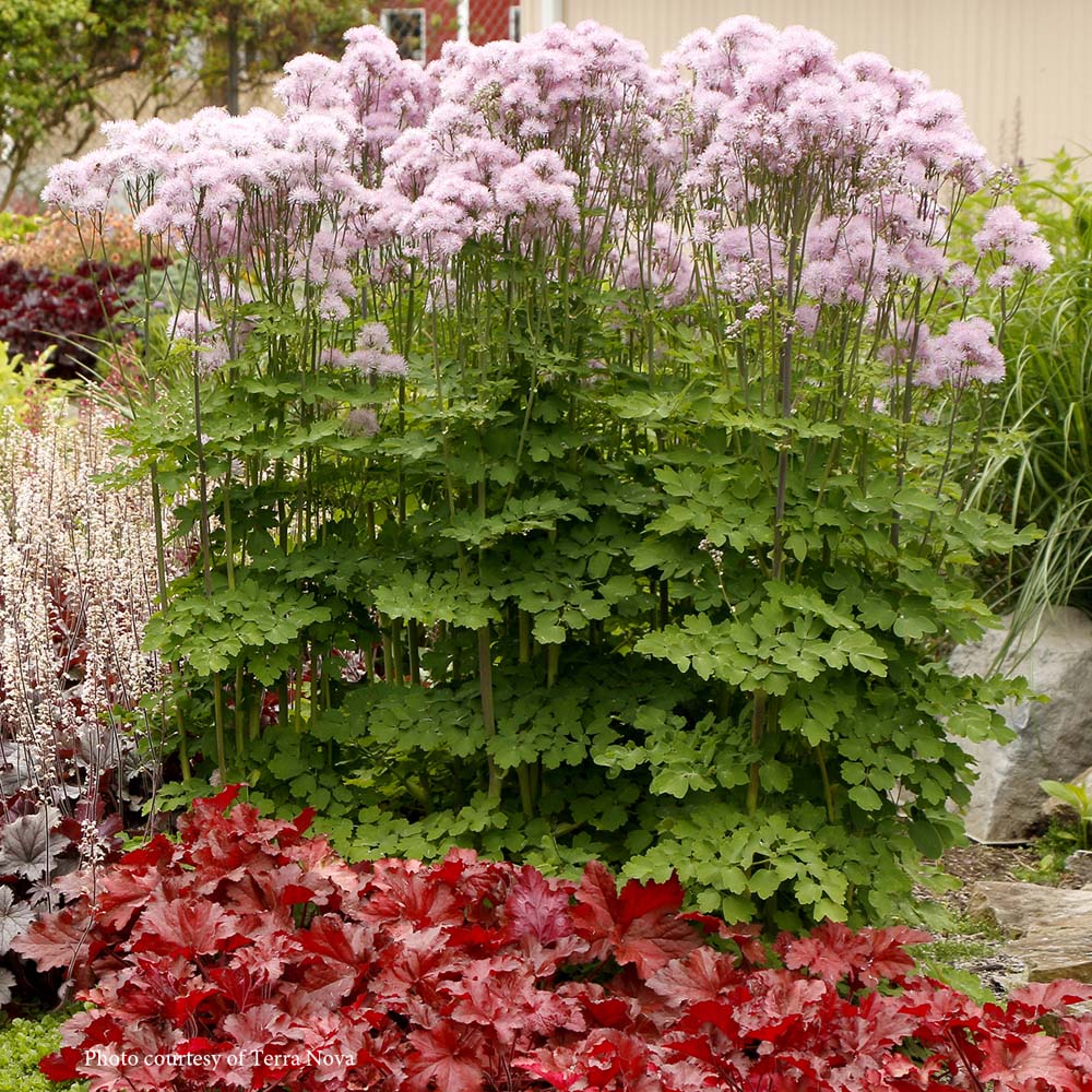 Thalictrum 'Nimbus Pink' Meadow Rue