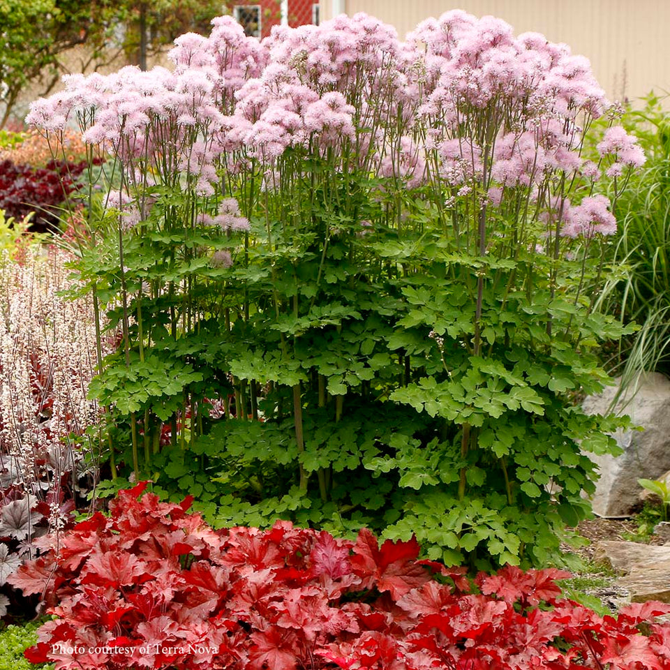 Thalictrum Nimbus Pink | Rare Roots