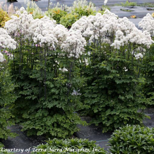 Thalictrum aquilegifolium 'Nimbus White' Meadow Rue
