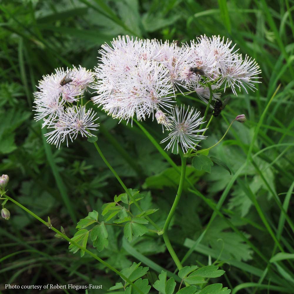 Thalictrum aquilegifolium Meadow Rue