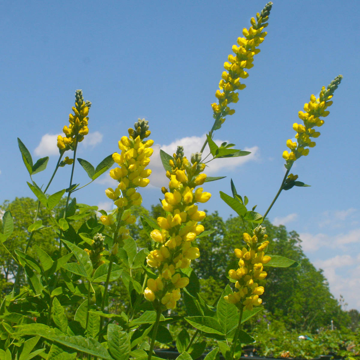 Thermopsis caroliniana False Lupine