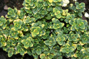 Doone Valley Thyme for sale | Rare Roots