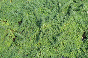 Elfin Thyme for sale | Rare Roots 