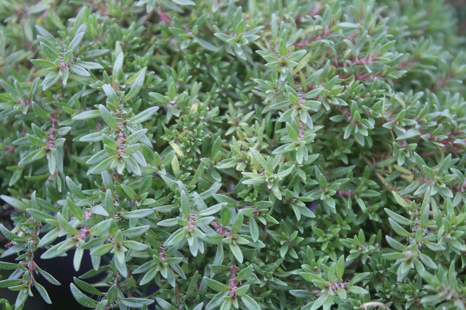 Spicy Orange Thyme for sale | Rare Roots