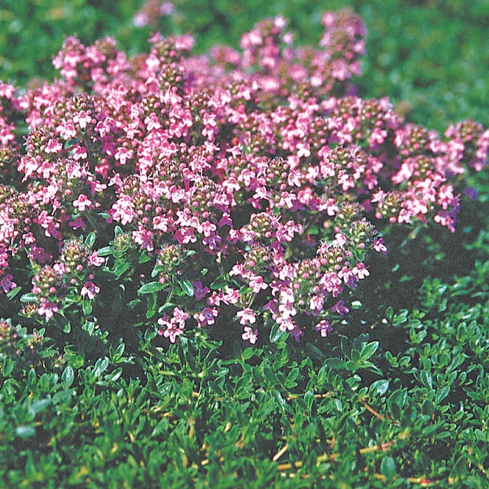 Thyme 'Magic Carpet'