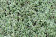 Wooly Thyme for sale | Rare Roots