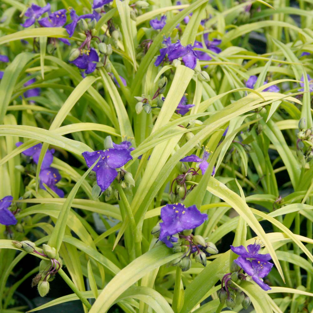 Tradescantia x 'Sweet Kate' Spiderwort/Widow's Tears