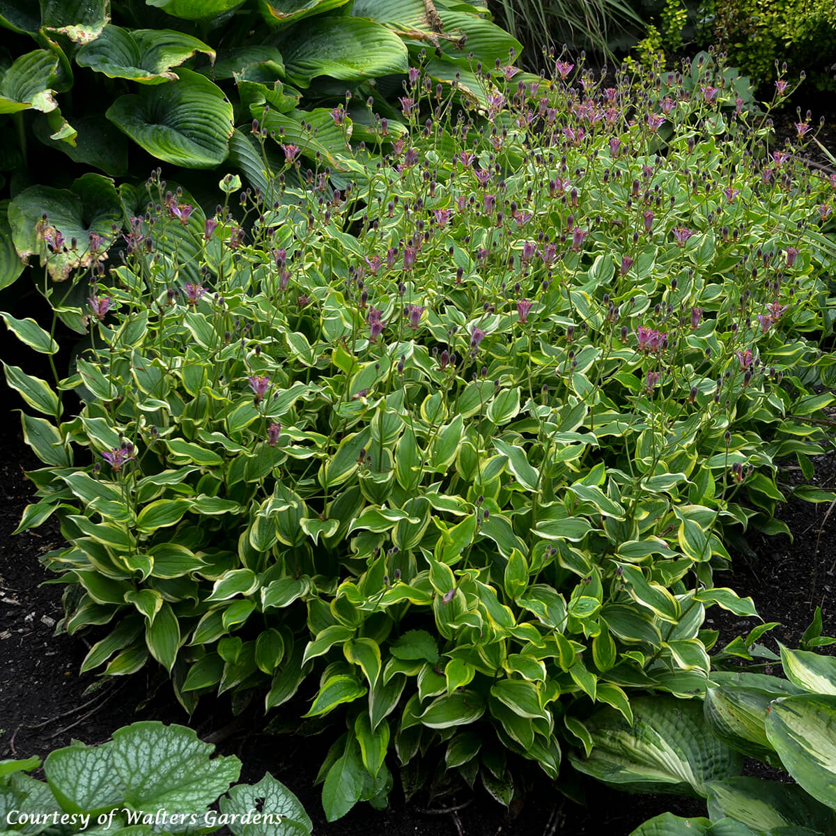 Tricyrtis formosana 'Autumn Glow' Toad Lily