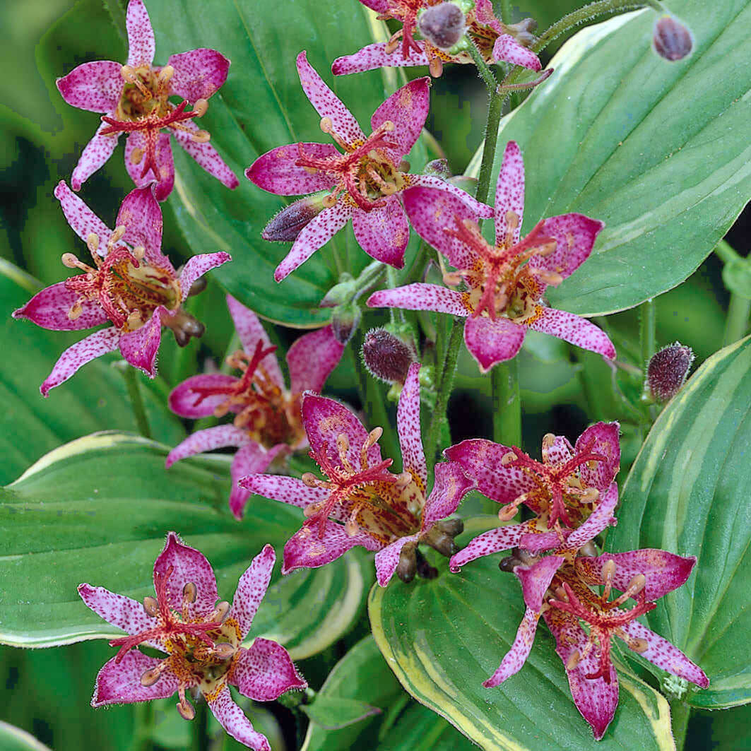 Tricyrtis formosana 'Gilt Edge' Toadlily