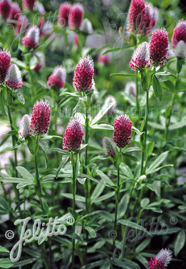 Trifolium rubens Red Feather Clover