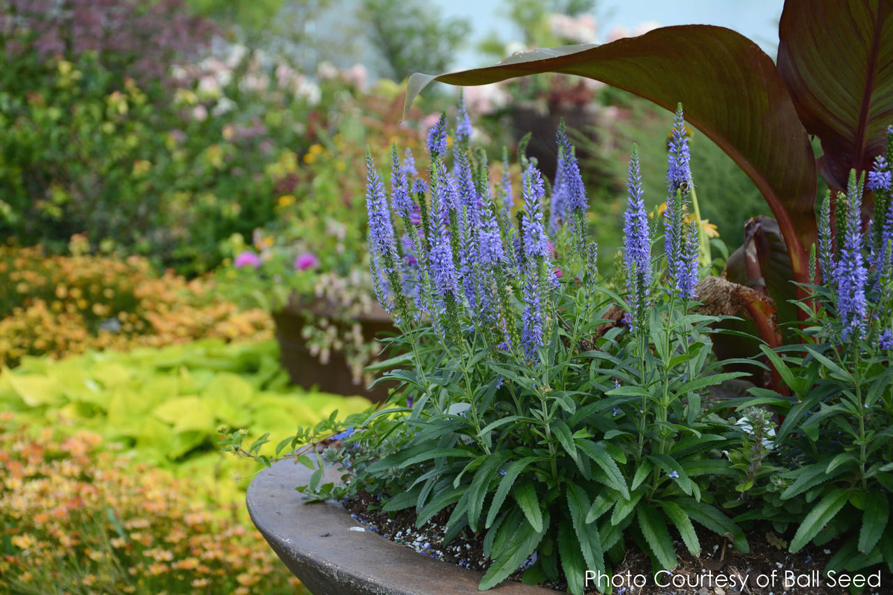 Veronica Moody Blues Sky Blue Spike Speedwell