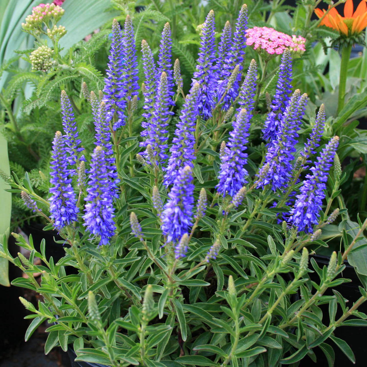 Veronica spicata 'Royal Candles' Speedwell