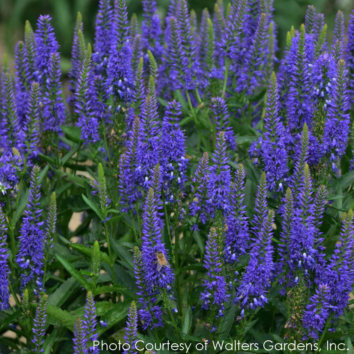 Veronica Royal Rembrandt Speedwell