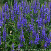 Veronica Royal Rembrandt Speedwell