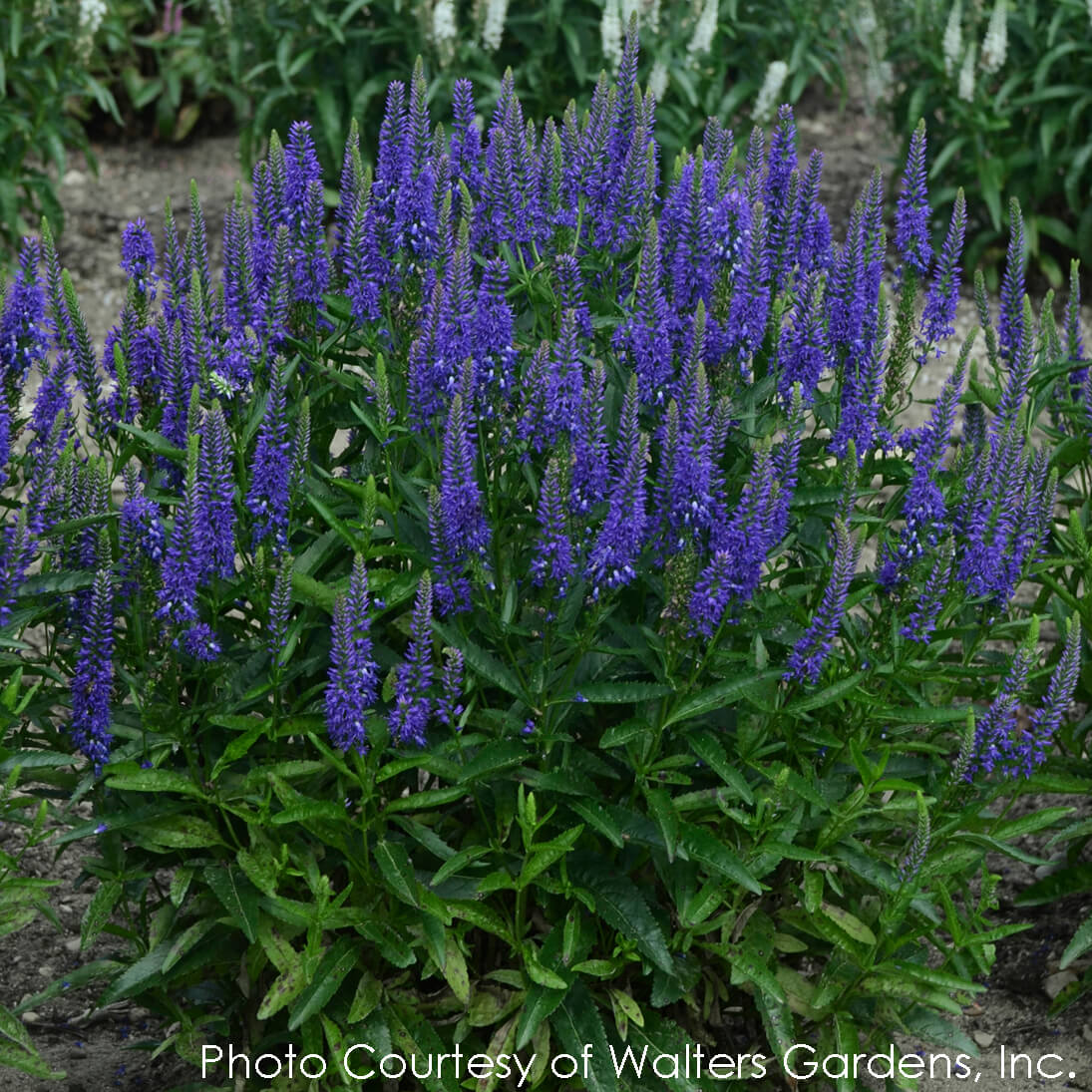 Veronica Royal Rembrandt Speedwell